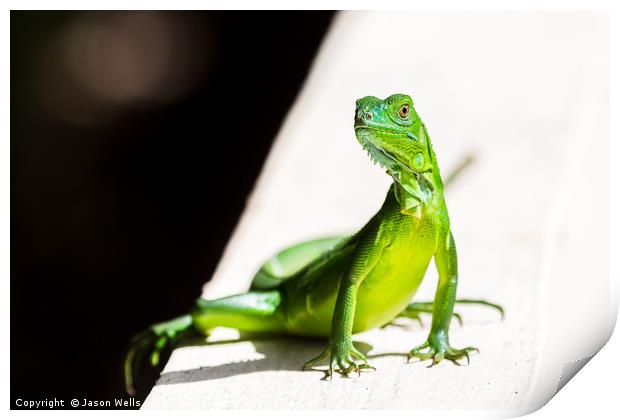 Juvenile Green Iguana Print by Jason Wells