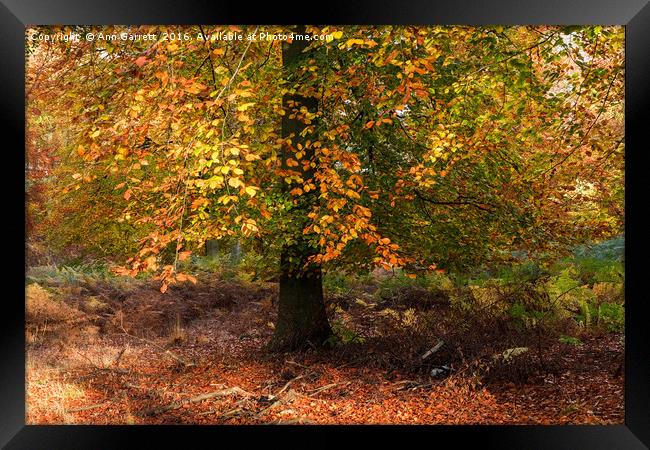 Autumn Colours on Cannock Chase Framed Print by Ann Garrett
