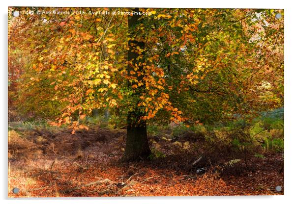 Autumn Colours on Cannock Chase Acrylic by Ann Garrett