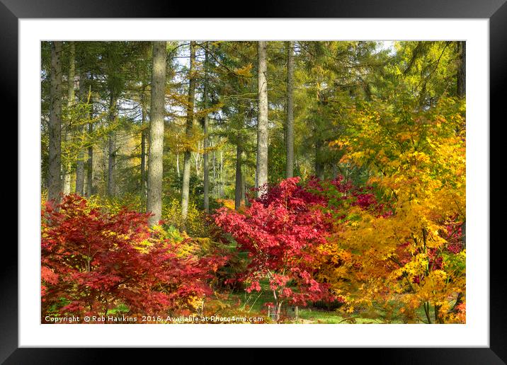 Autumn Arboretum Framed Mounted Print by Rob Hawkins