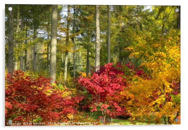 Autumn Arboretum Acrylic by Rob Hawkins