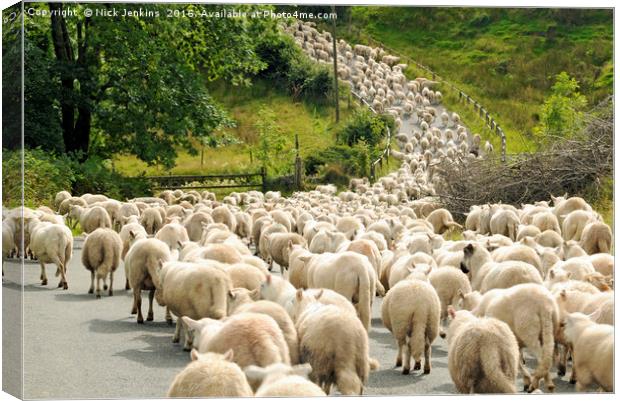 Sheep on the move Brecon Beacons National Park Canvas Print by Nick Jenkins