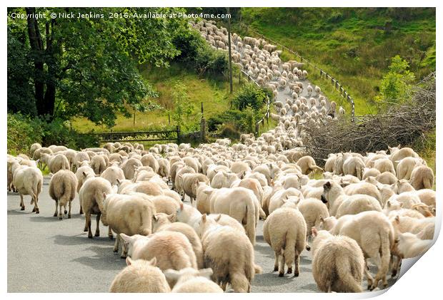 Sheep on the move Brecon Beacons National Park Print by Nick Jenkins