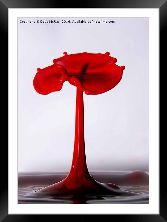 water poppy Framed Mounted Print by Doug McRae