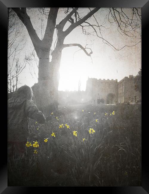 Boy and Daffodils, Torre Abbey Torquay Framed Print by K. Appleseed.