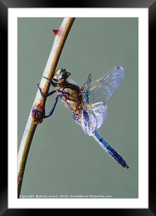 Black Tailed Skimmer dragonfly Framed Mounted Print by philip myers