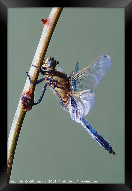 Black Tailed Skimmer dragonfly Framed Print by philip myers