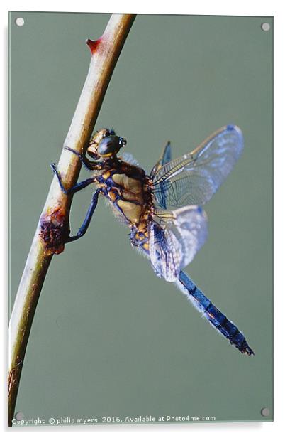 Black Tailed Skimmer dragonfly Acrylic by philip myers