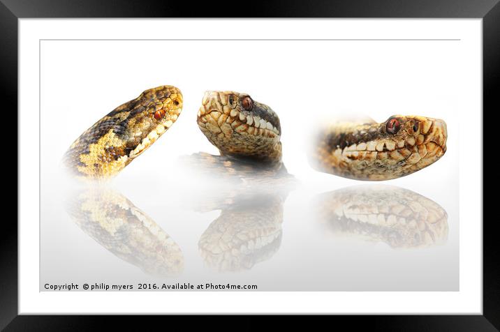 Reflections of the Adder Framed Mounted Print by philip myers