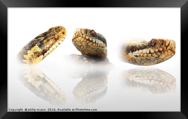 Reflections of the Adder Framed Print by philip myers