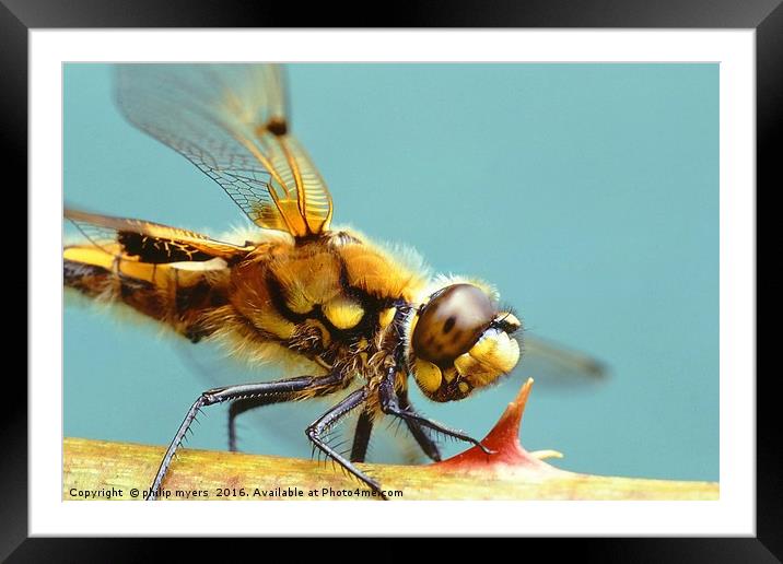 Four Spotted Chaser dragonfly Framed Mounted Print by philip myers