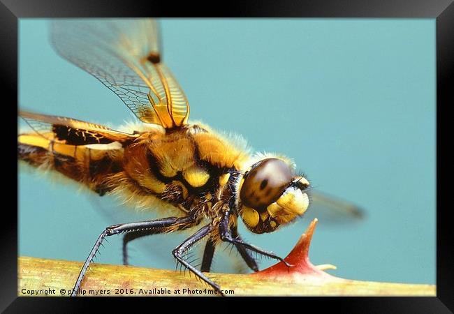 Four Spotted Chaser dragonfly Framed Print by philip myers