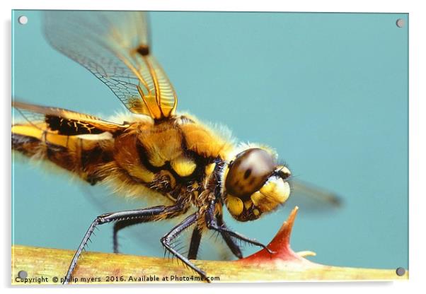 Four Spotted Chaser dragonfly Acrylic by philip myers