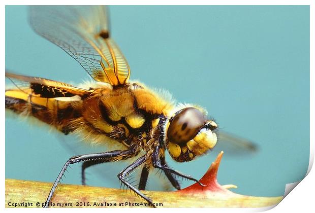 Four Spotted Chaser dragonfly Print by philip myers