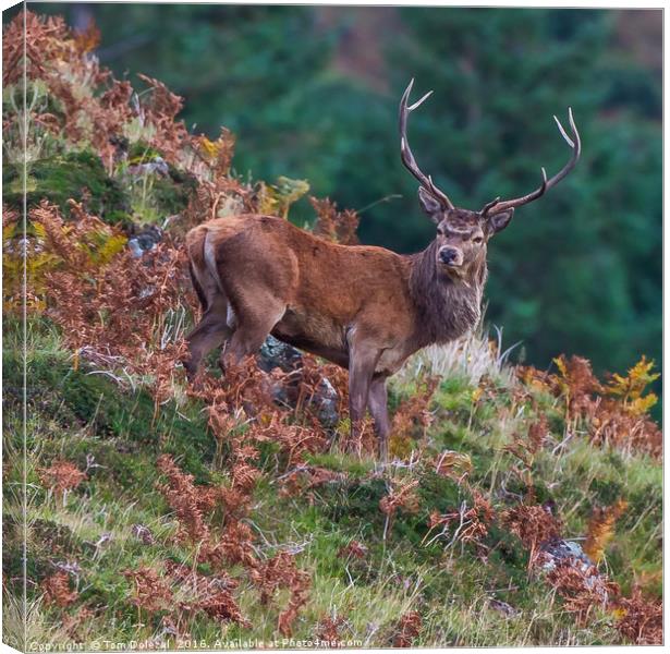 Red Deer Stag Canvas Print by Tom Dolezal