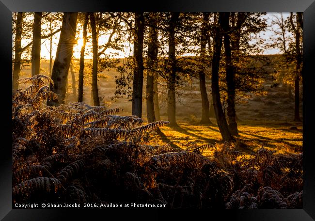 Golden autumn sunrise  Framed Print by Shaun Jacobs