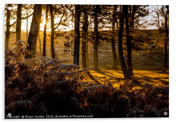 Golden autumn sunrise  Acrylic by Shaun Jacobs