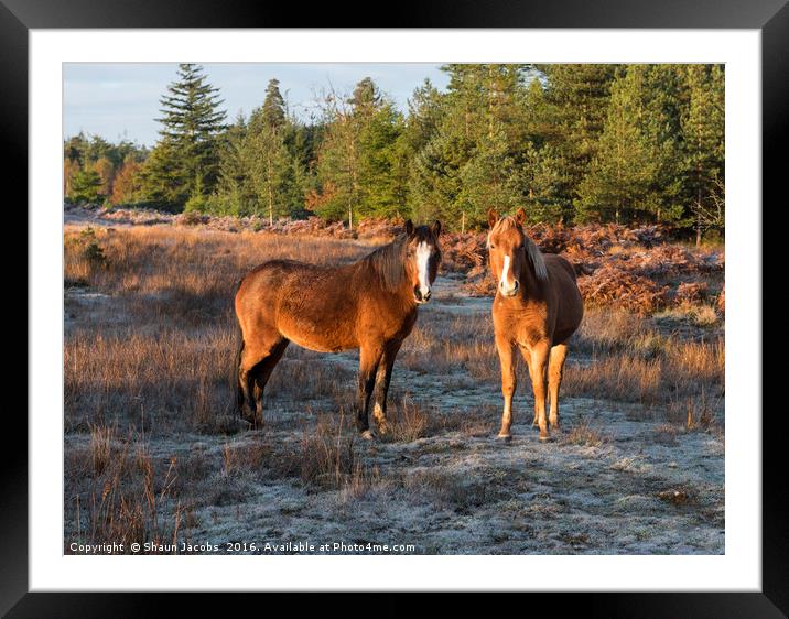 New Forest Ponies  Framed Mounted Print by Shaun Jacobs