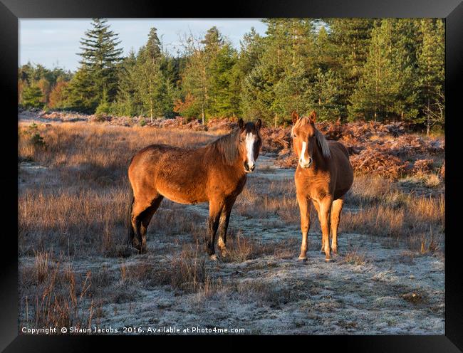 New Forest Ponies  Framed Print by Shaun Jacobs