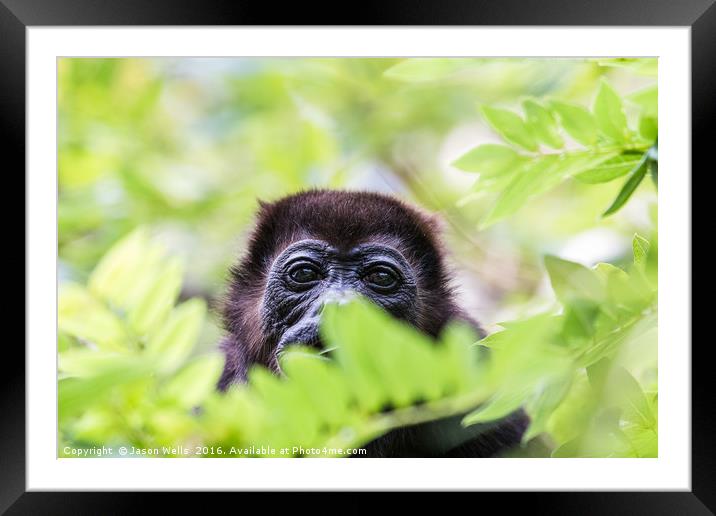 Portrait of a howler monkey Framed Mounted Print by Jason Wells