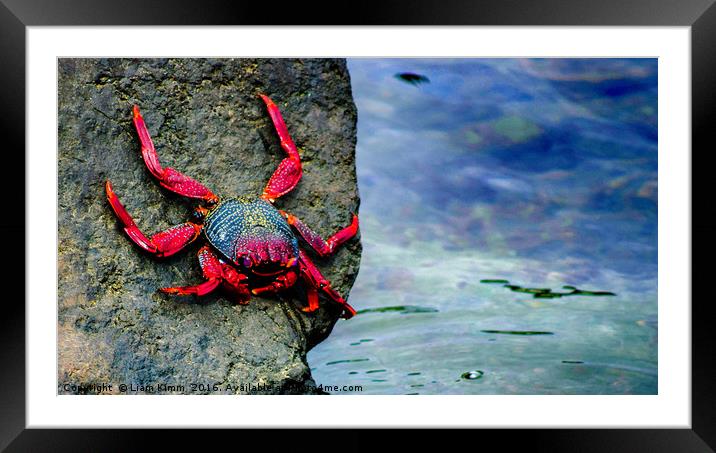 A Crabs Life.  Framed Mounted Print by Liam Kimm
