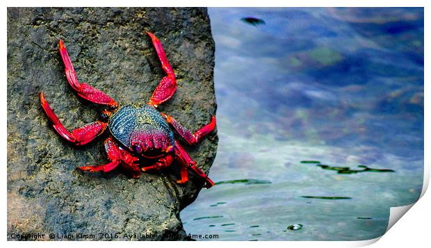 A Crabs Life.  Print by Liam Kimm