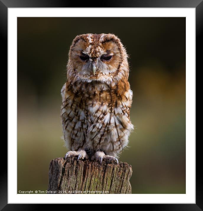 Posing Tawny Owl  Framed Mounted Print by Tom Dolezal