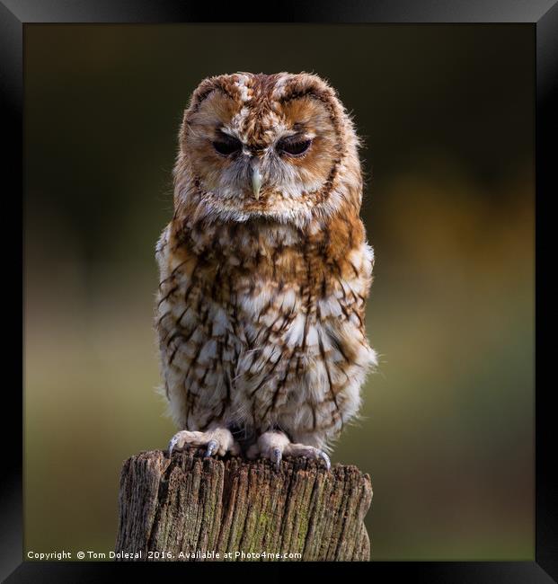 Posing Tawny Owl  Framed Print by Tom Dolezal
