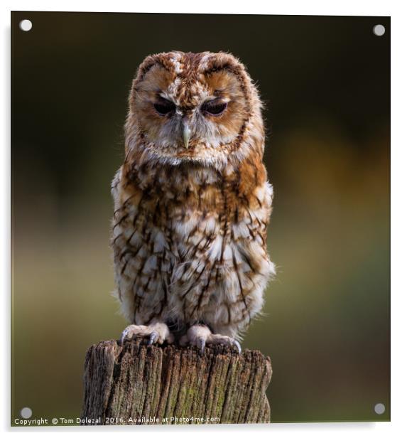 Posing Tawny Owl  Acrylic by Tom Dolezal