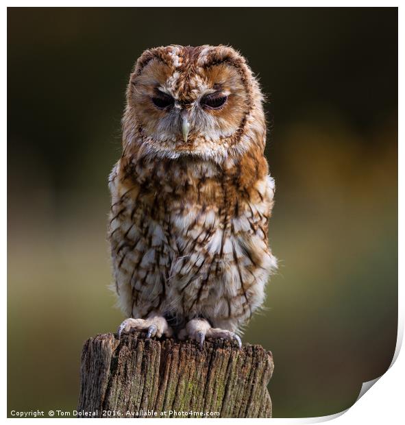 Posing Tawny Owl  Print by Tom Dolezal