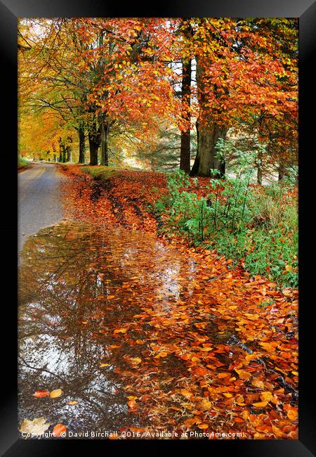 Derbyshire Leafy Lane in Autumn Framed Print by David Birchall
