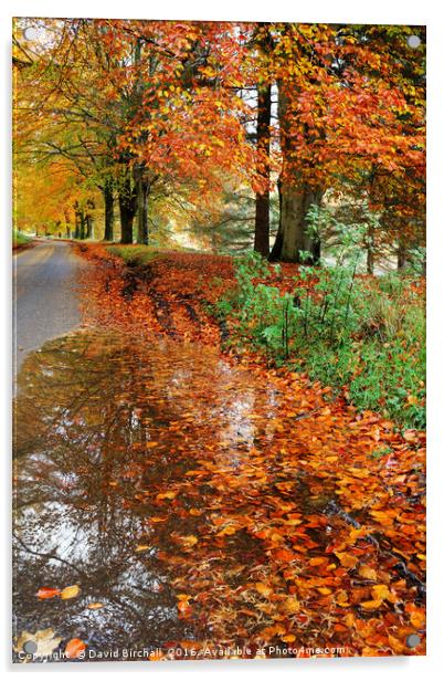 Derbyshire Leafy Lane in Autumn Acrylic by David Birchall