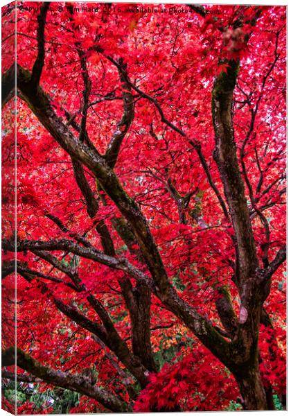 Autumn Leaves Canvas Print by Tom Hard