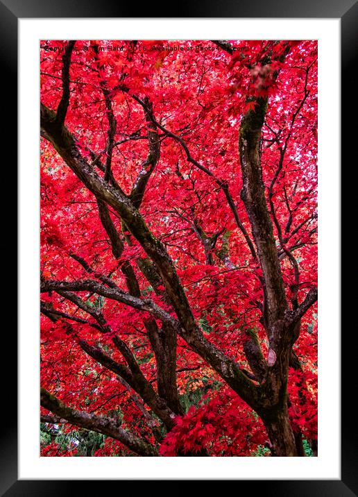 Autumn Leaves Framed Mounted Print by Tom Hard