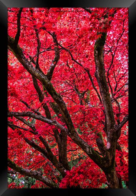 Autumn Leaves Framed Print by Tom Hard