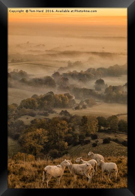 Sheep in the Mist Framed Print by Tom Hard