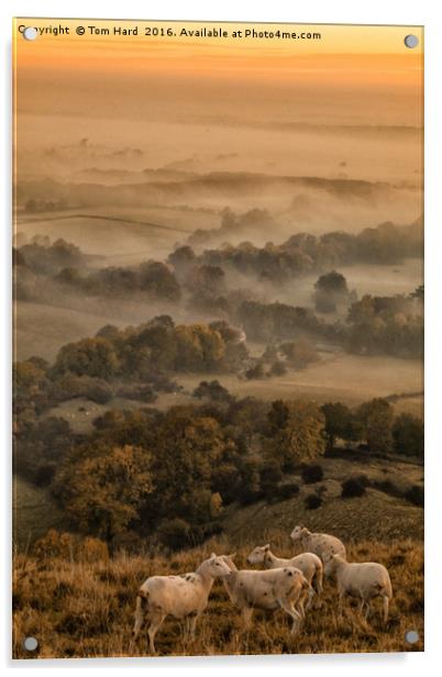 Sheep in the Mist Acrylic by Tom Hard