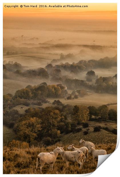 Sheep in the Mist Print by Tom Hard