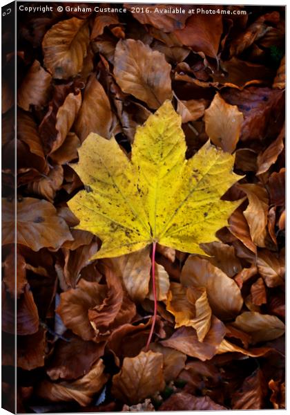 Autumn Leaf Canvas Print by Graham Custance