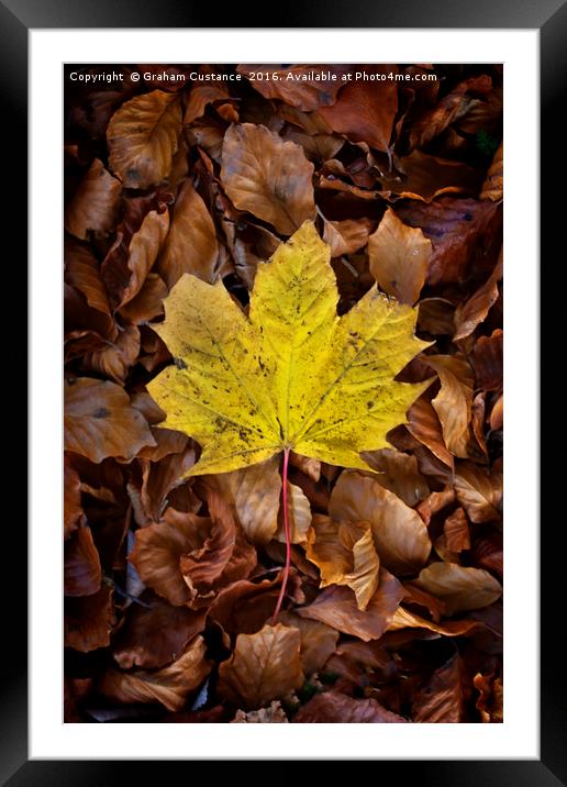 Autumn Leaf Framed Mounted Print by Graham Custance