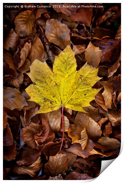 Autumn Leaf Print by Graham Custance