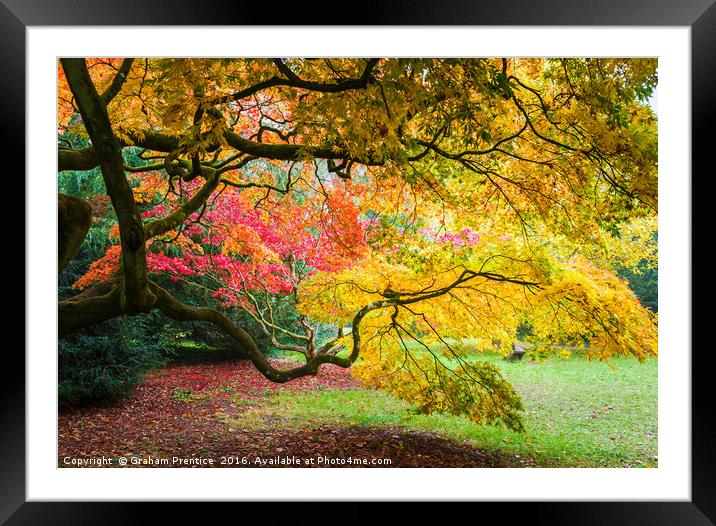 Japanese Maples (Acer Palmatum) in Autumn Colours Framed Mounted Print by Graham Prentice