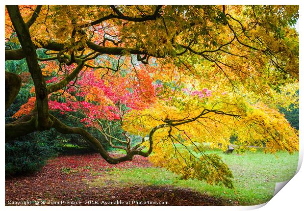 Japanese Maples (Acer Palmatum) in Autumn Colours Print by Graham Prentice