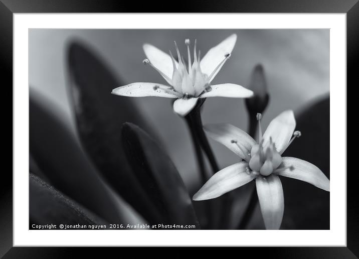 The Two Beauties Framed Mounted Print by jonathan nguyen