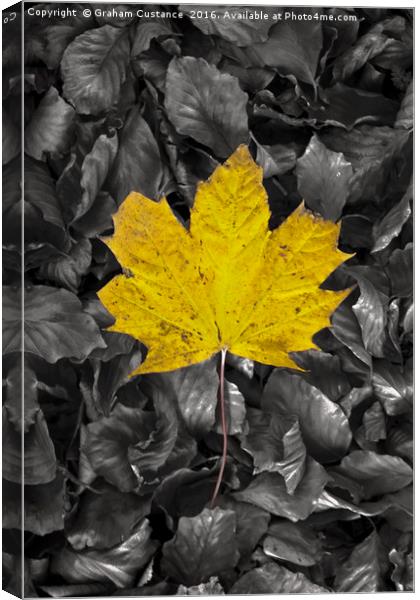 Yellow Maple Leaf Canvas Print by Graham Custance