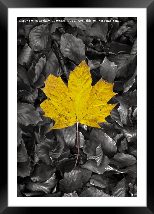 Yellow Maple Leaf Framed Mounted Print by Graham Custance