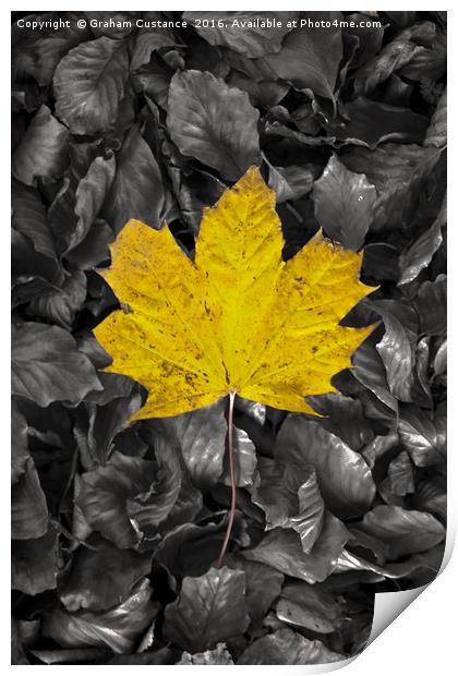 Yellow Maple Leaf Print by Graham Custance
