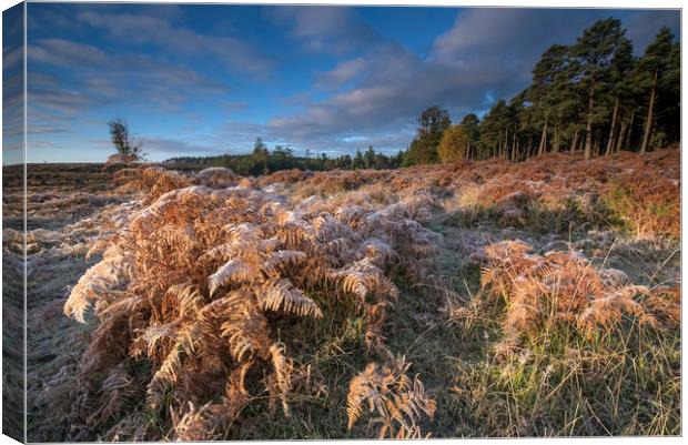 New Forest frost  Canvas Print by Shaun Jacobs