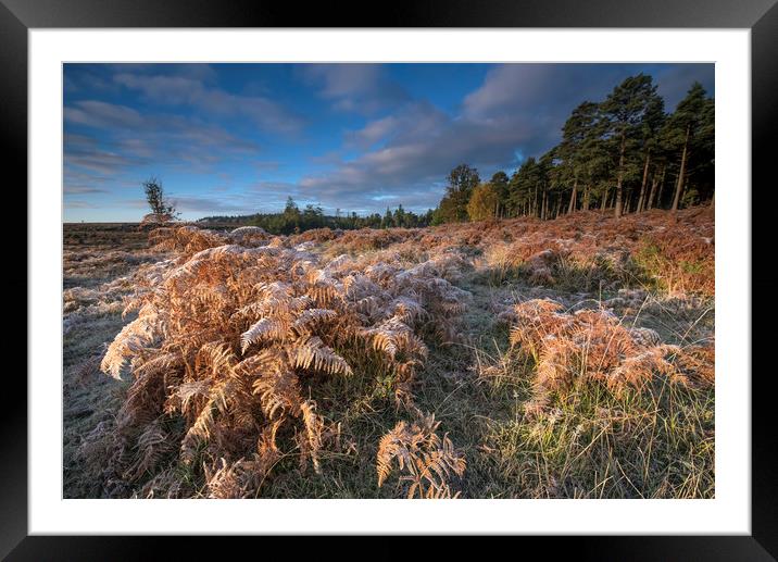New Forest frost  Framed Mounted Print by Shaun Jacobs