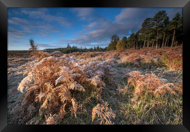 New Forest frost  Framed Print by Shaun Jacobs